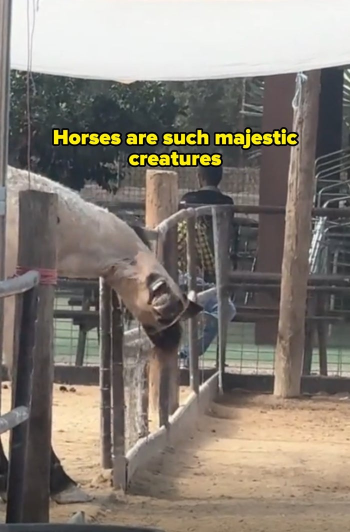 Cheval dans une zone clôturée se penchant à l'envers au-dessus de la clôture avec une expression amusante, légendée &quot;les chevaux sont des créatures si majestueuses&quot;